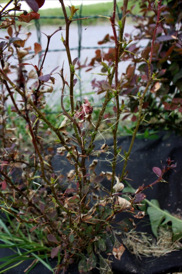 Berberis thunbergii tetranychus 011