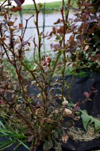 Berberis thunbergii tetranychus 011