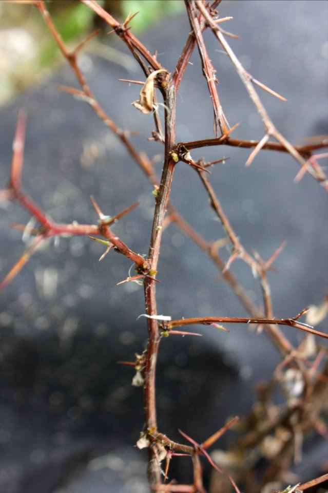 Berberis thunbergii tetranychus 005