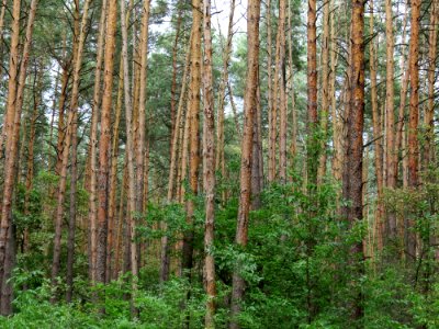 Berkovets forest5