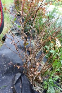 Berberis thunbergii tetranychus 006