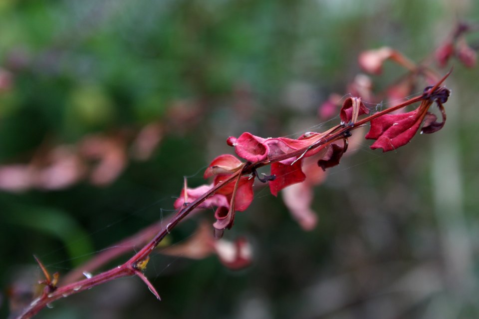 Berberis thunbergii tetranychus 025