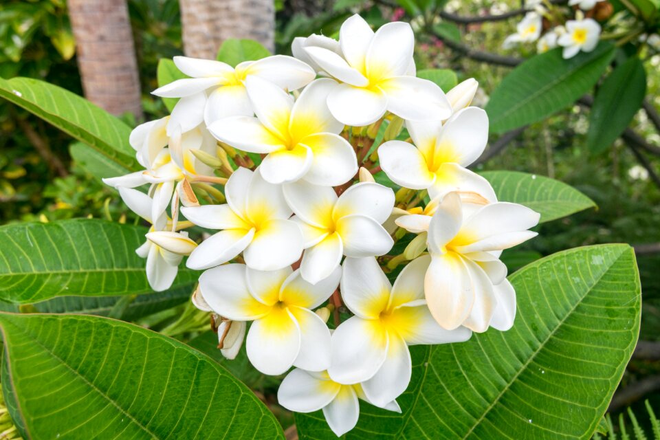Garden plant floral