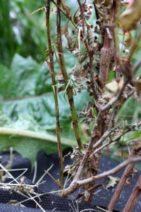 Berberis thunbergii tetranychus 004
