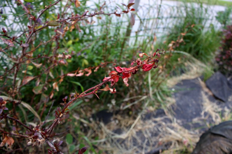Berberis thunbergii tetranychus 024