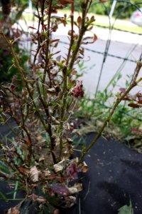 Berberis thunbergii tetranychus 012