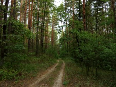 Berkovets forest4