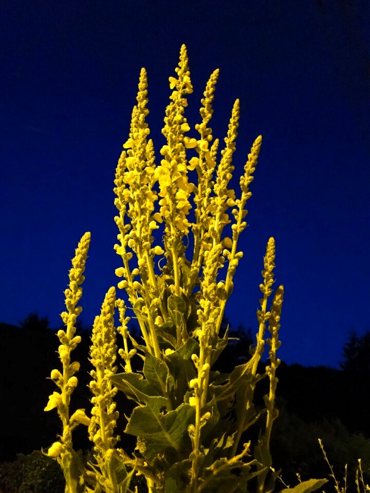 Nature yellow flowers petals