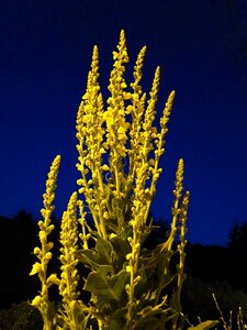 Nature yellow flowers petals photo