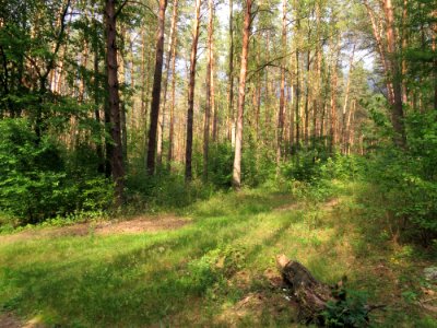 Berkovets forest2