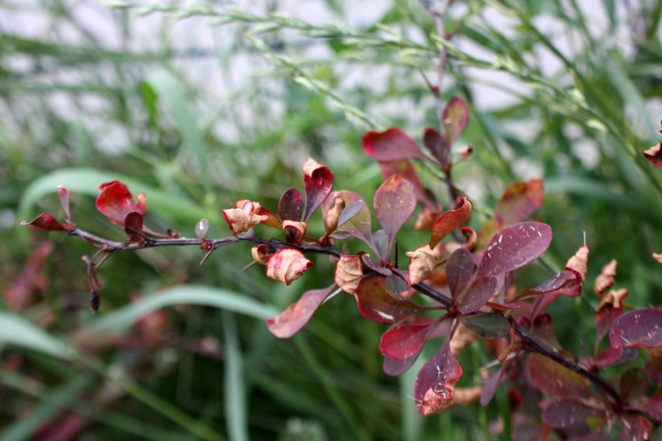 Berberis thunbergii tetranychus 026