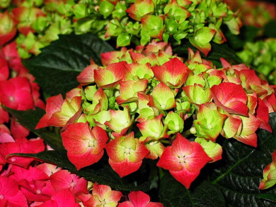 Bloom flower nature