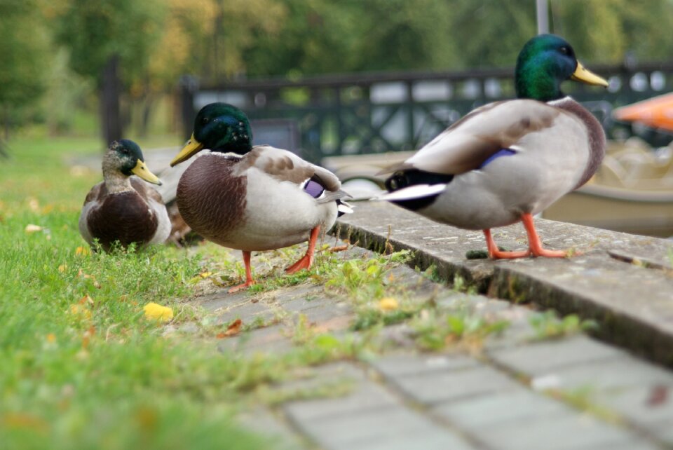 Nature wildlife natural