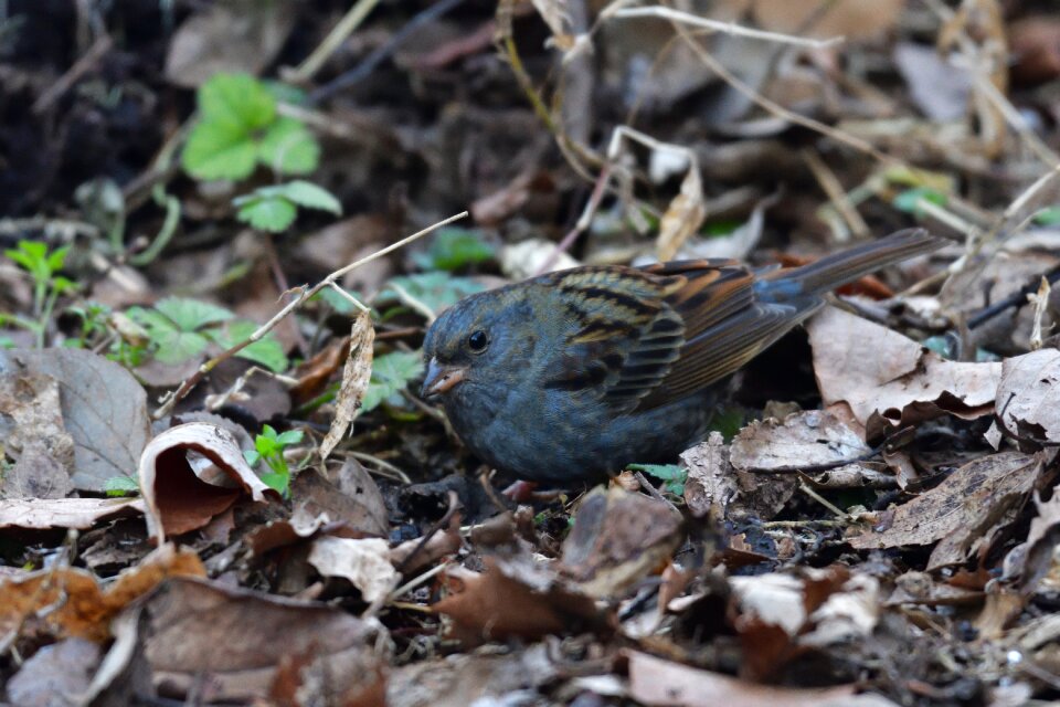 Bird animal click download