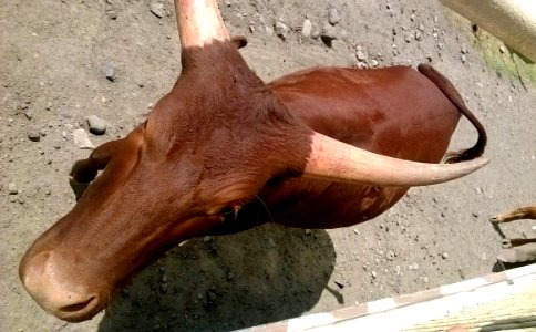 Bovidae 1