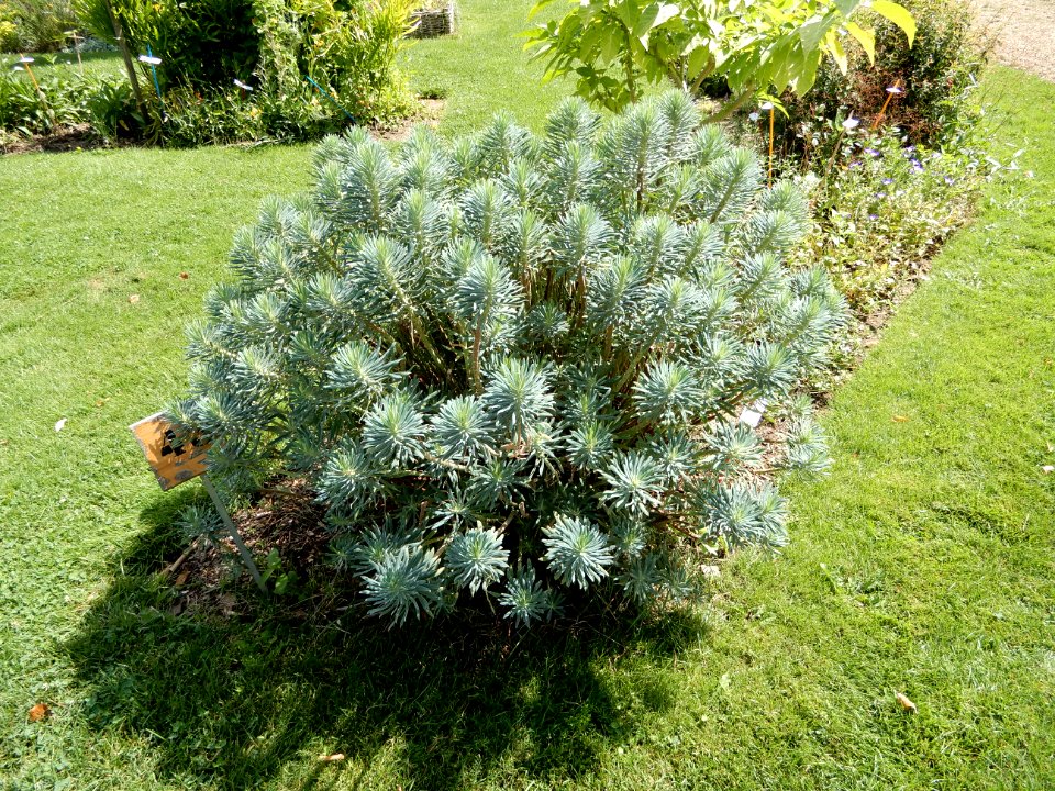 Bosquet d'Euphorbia characias