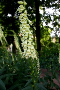 Botanical garden Brno Kravi hora 149