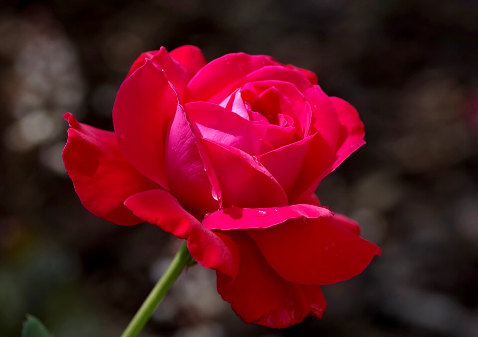 Single the petals raspberry
