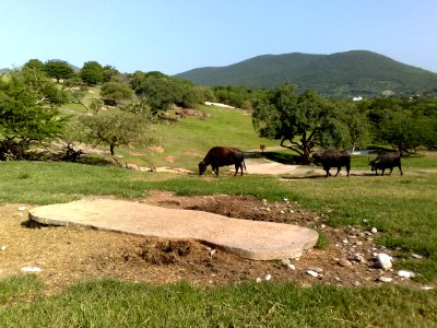 Bovinos en el Zoofari, Cuernavaca, Morelos photo