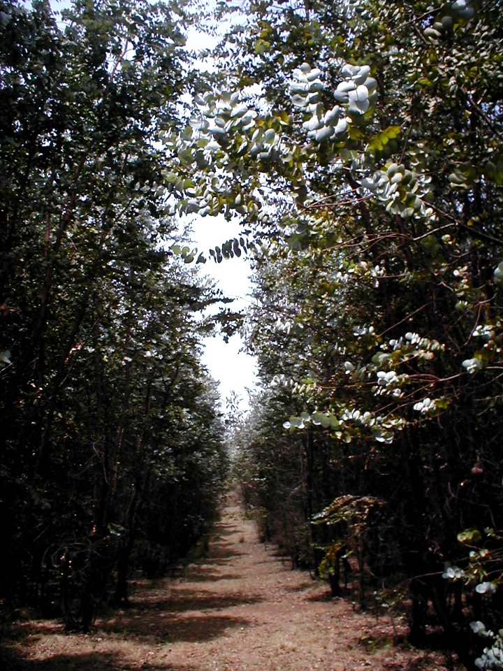 Bosque de Eucalipto Dólar