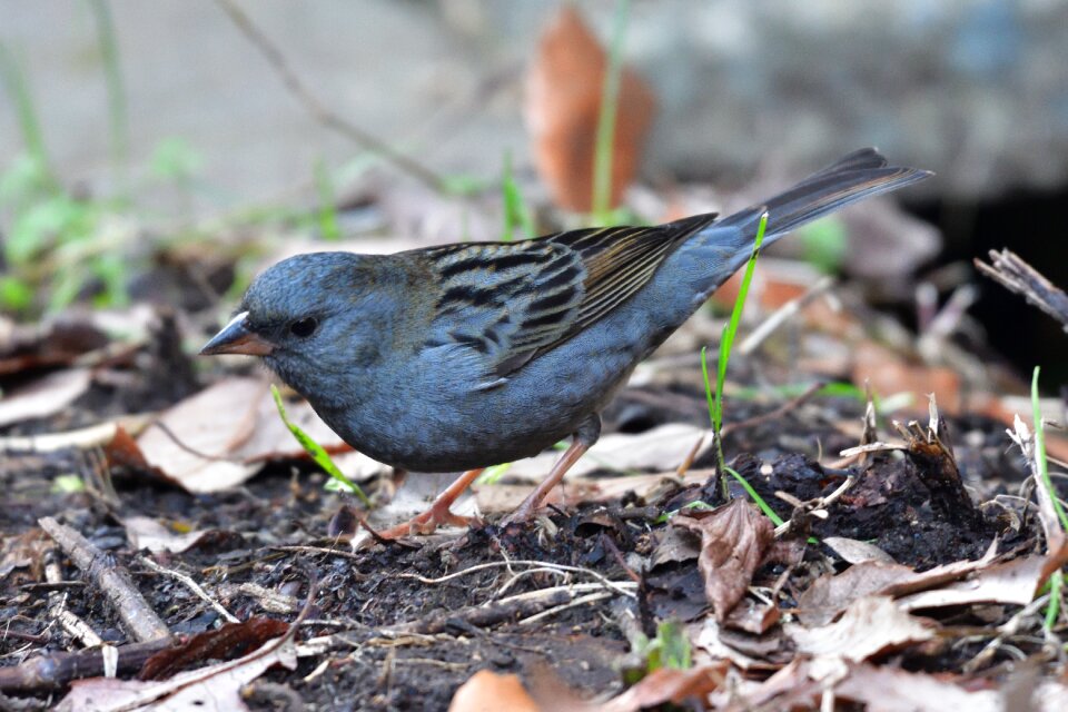 Bird animal click download