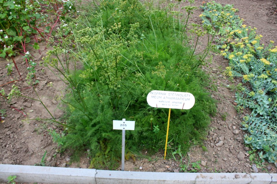 Botanical garden Brno Kravi hora 062