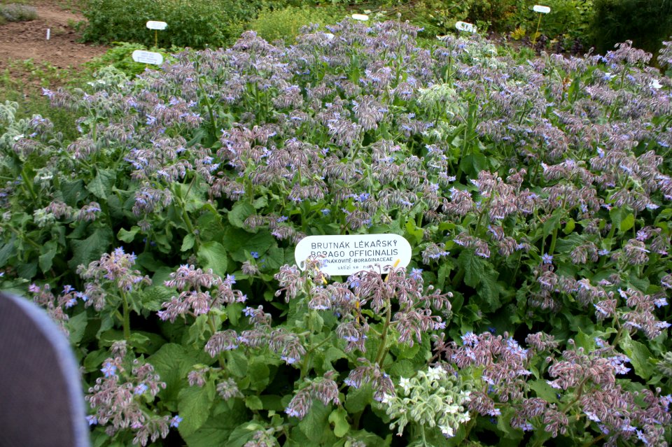 Botanical garden Brno Kravi hora 104