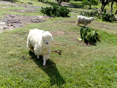 Borrego de especie desconocida