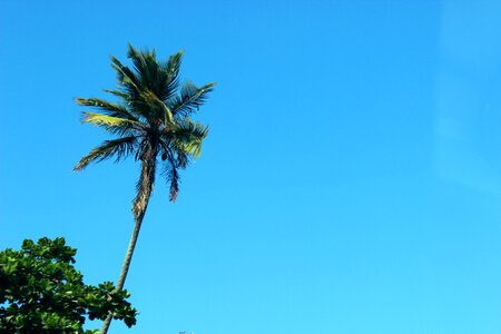 Summer palm trees blue sunshine