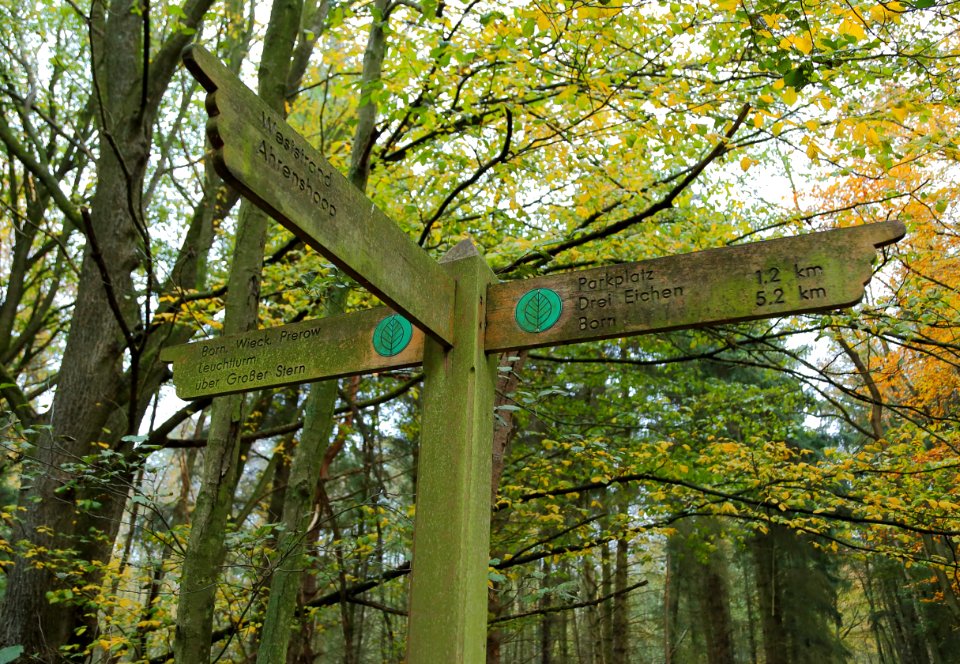 Born a Darss Darsswald Wegweiser 10