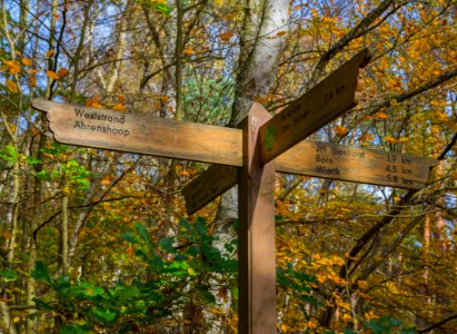 Born a Darss Darsswald Wegweiser 08