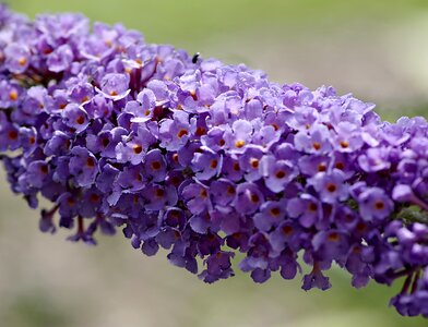 Garden violet blue