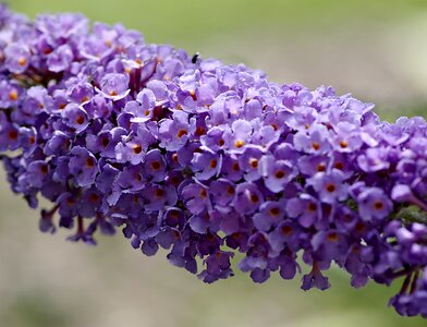 Garden violet blue photo