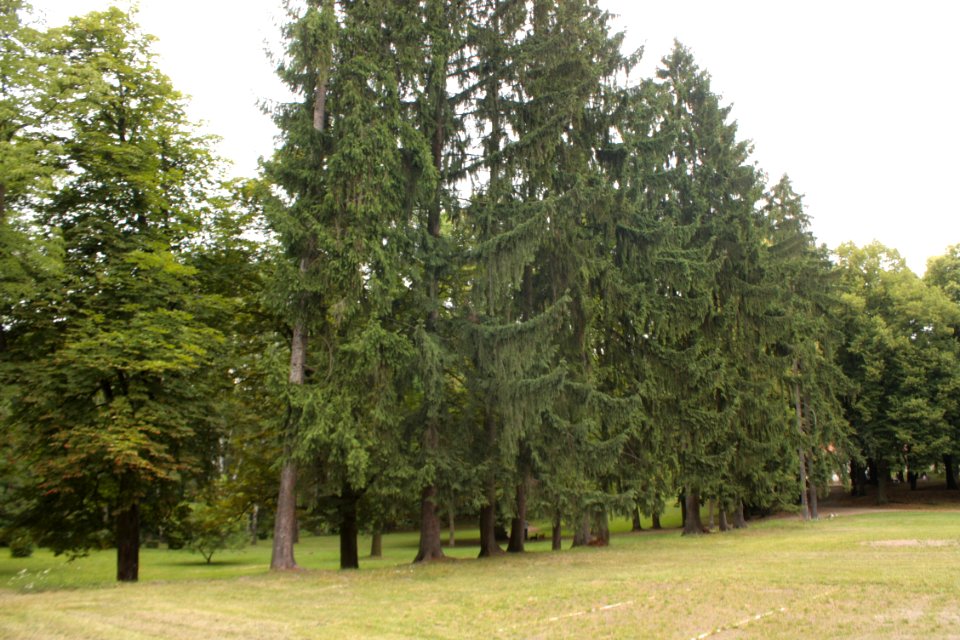 Bouzov Castle 233