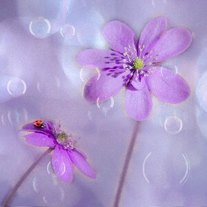 Anemone hepatica bloom spring photo