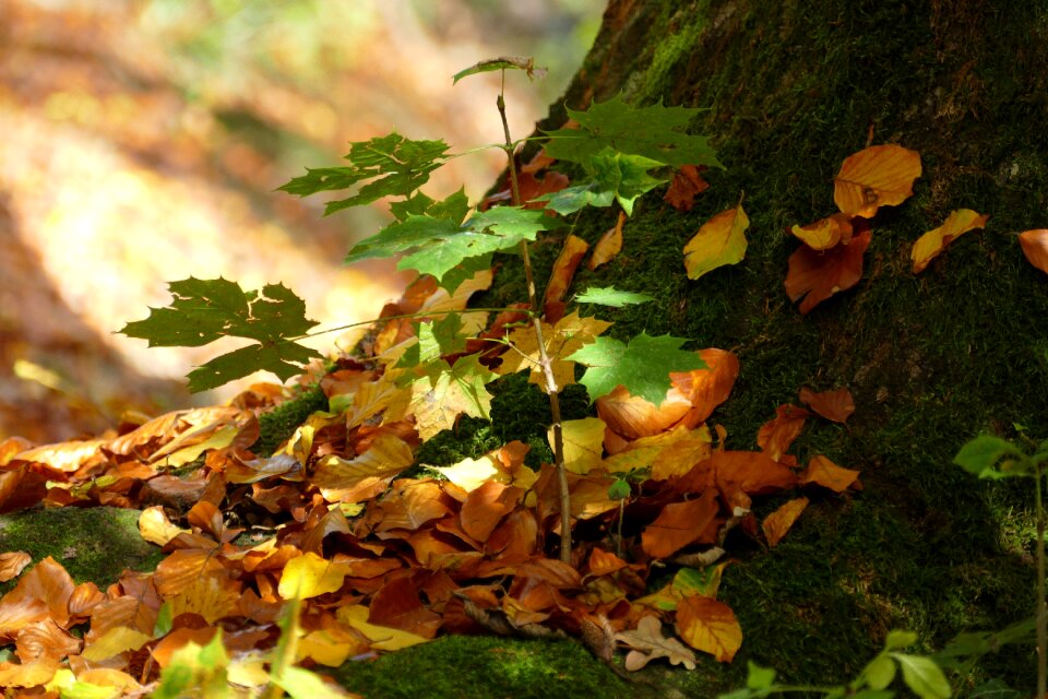 Nature fall color fall foliage
