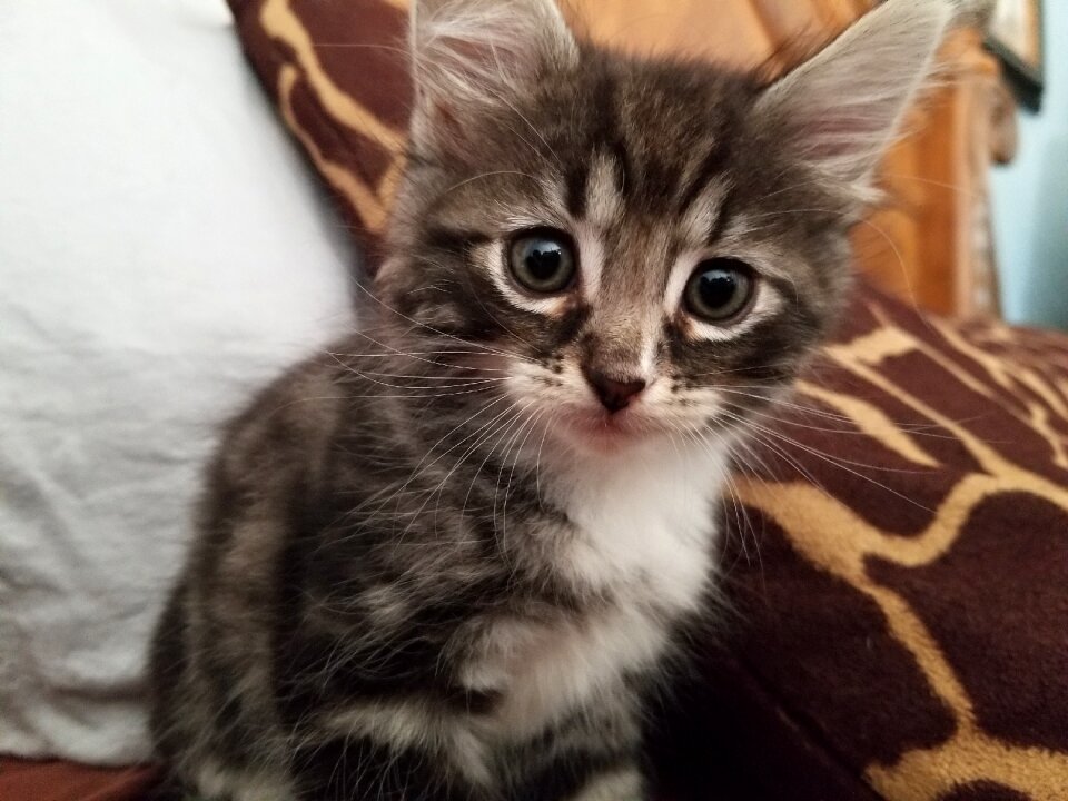 Kitty cute pet