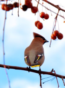 Bombycilla garrulus Kiev2