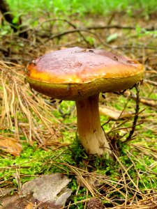 Boletus edulis Moshchun1