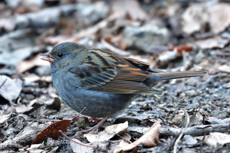 Bird animal click download