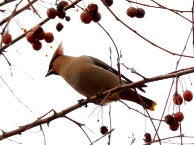 Bombycilla garrulus Kiev3