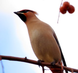 Bombycilla garrulus Kiev1