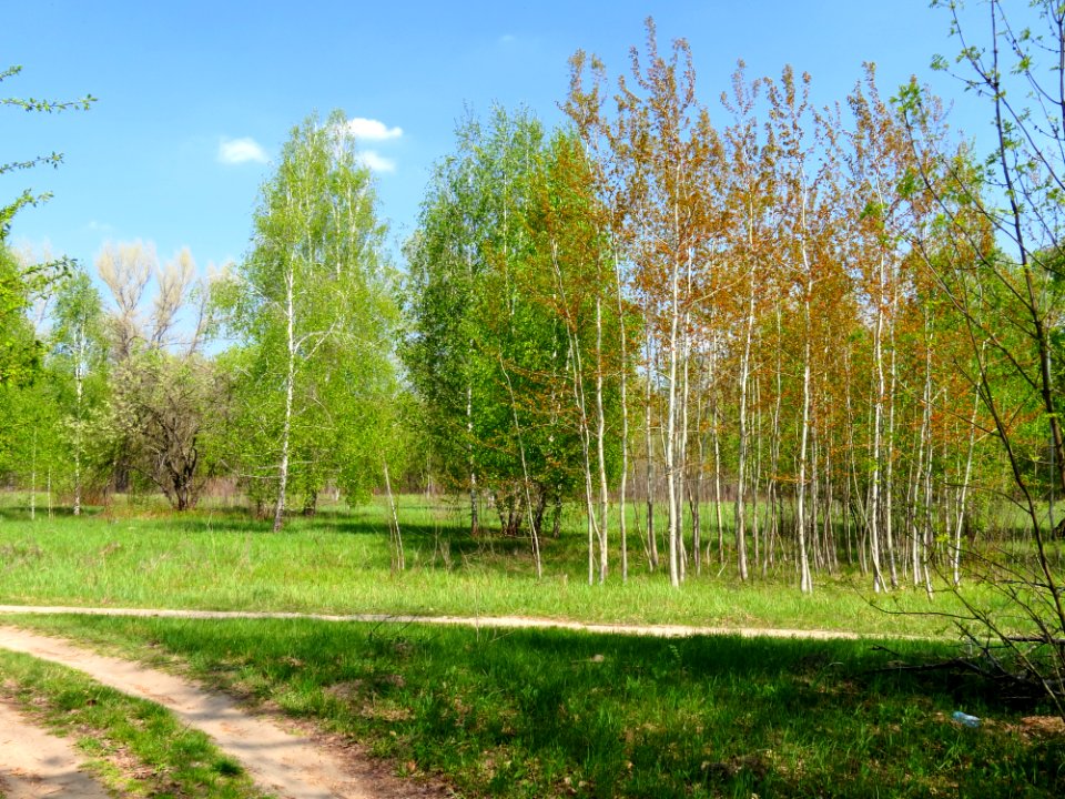 Bobrovnya zakaznyk10