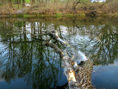 Bobrovnya zatoka6