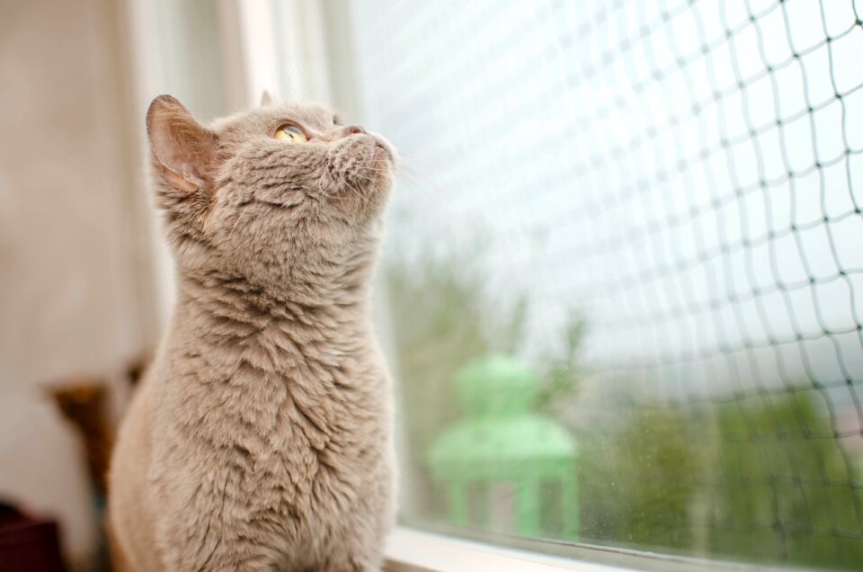 Domestic cat curiosity pedigree cats