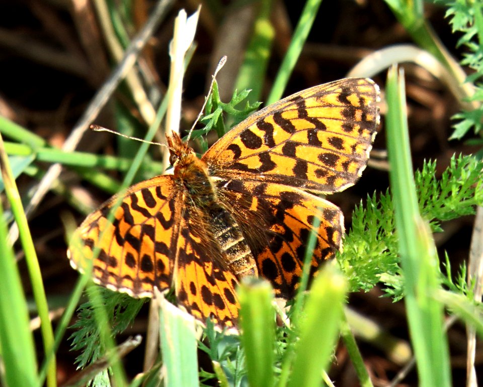 Boloria dia Kiev Oblast