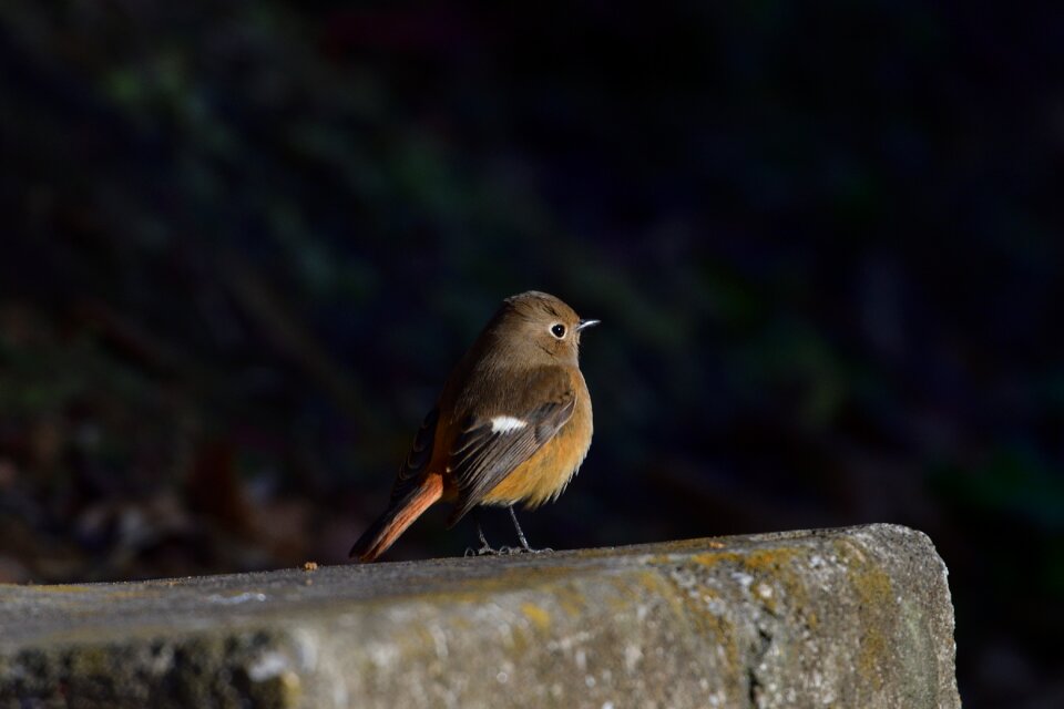 Outdoors bird a key