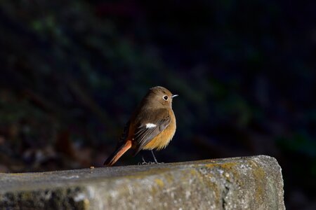 Outdoors bird a key