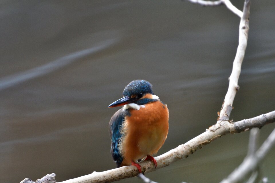 Natural animal kingfisher