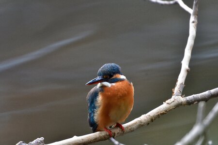Natural animal kingfisher photo